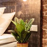 دوارس أمستردام